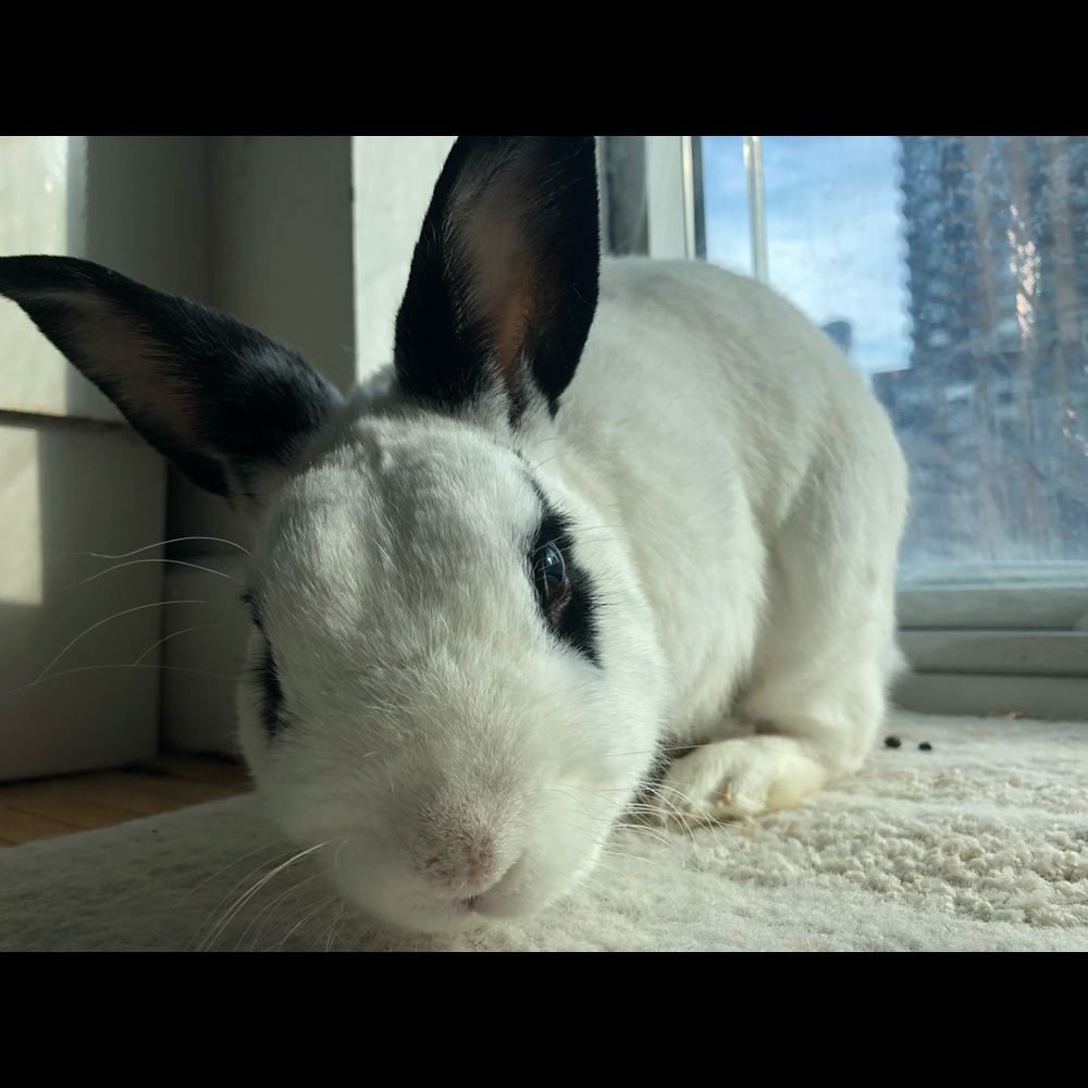 Meet your Posher, Laurie